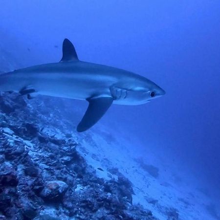 Tiger Shark Residence & Dive Fuvahmulah Exteriér fotografie